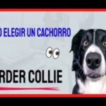 Como elegir el mejor cachorro de la camada: 7 pasos fáciles