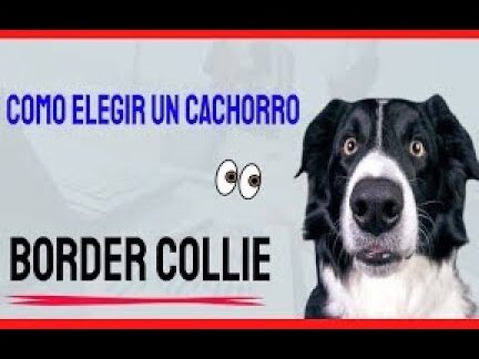 elegir cachorro